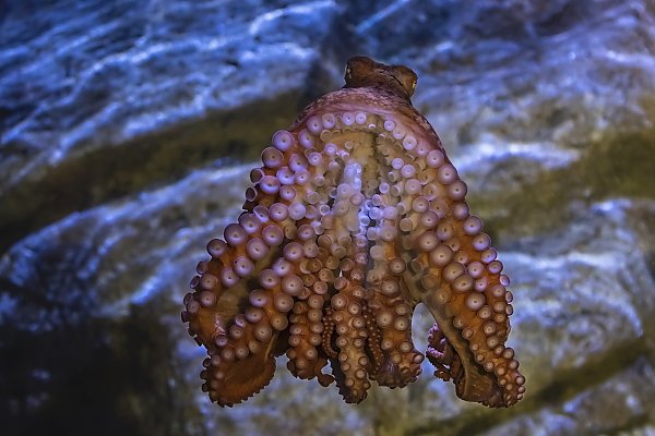 giant pacific octopus displays eight arms with suctions cups against acrylic
