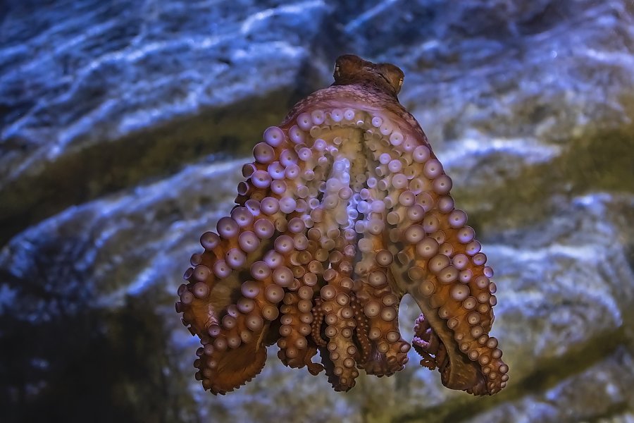 giant pacific octopus displays eight arms with suctions cups against acrylic