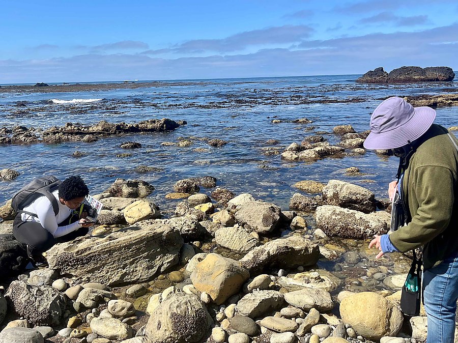 two volunteers inspect the rocks in an intertidal zone on a sunny day