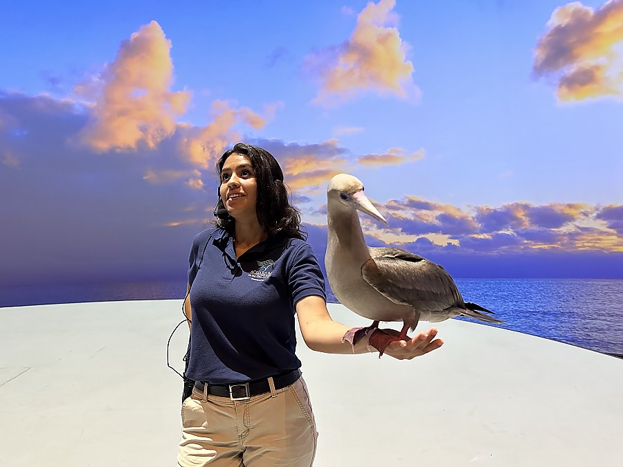 Aquarium staff member with a Red-Footed Booby resting on her forearm on stage