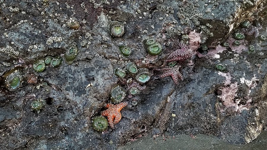 tidepool with exposed sea stars and anemones