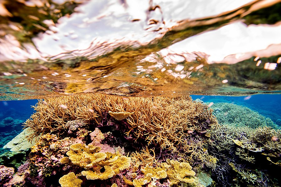 Coral reef photo by Ian Shive
