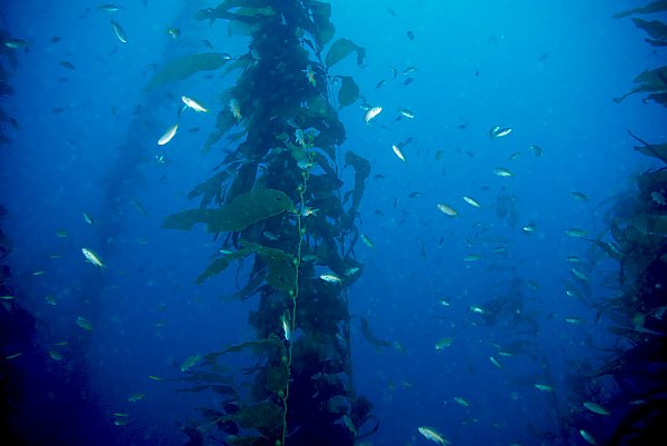 kelp forest with fish