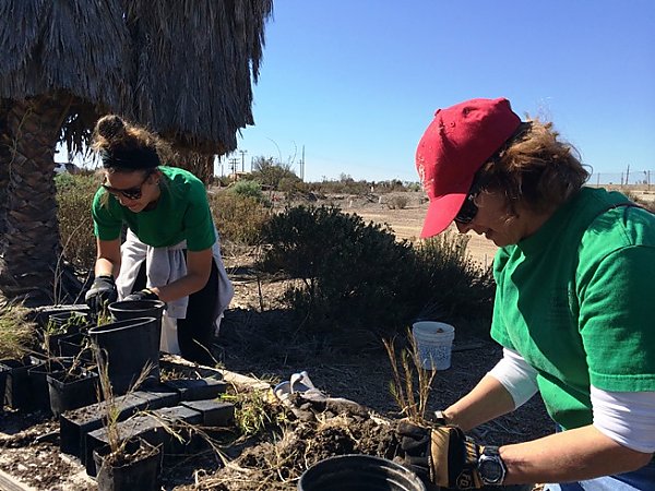 Los Cerritos Wetlands Restoration Volunteers