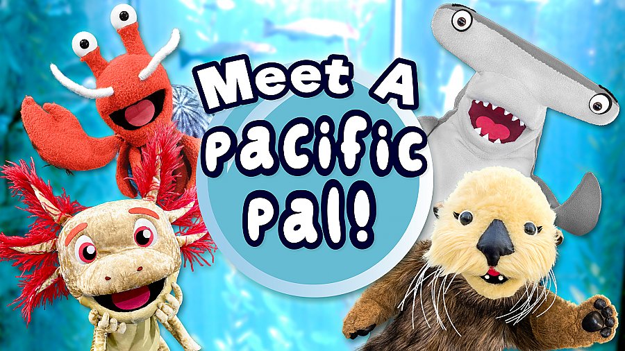 Collage of Pacific Pals puppets featuring Seymour shark, Elsie the sea otter, Axl the axolotl, and Quinn the hermit crab around the text