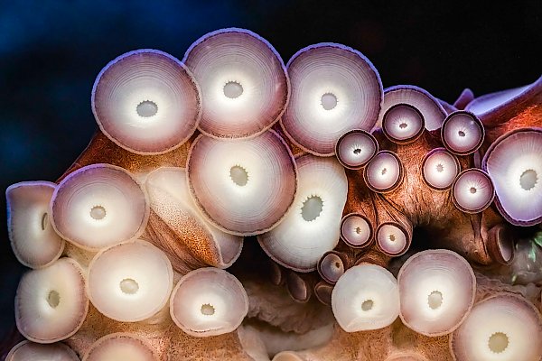 Closeup grouping of octopus suckers