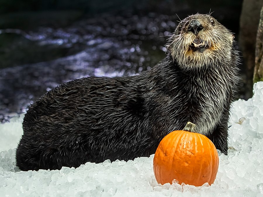 Sea otter on ice with pumpkin