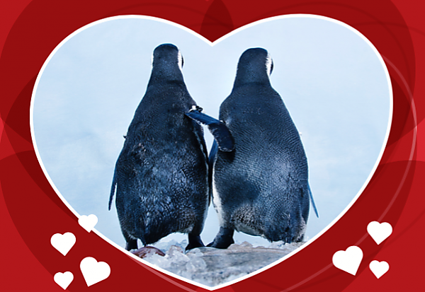Penguin couple from behind surrounded by a heart