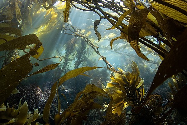 Looking up to a kelp forest with rays of sunlight beaming down