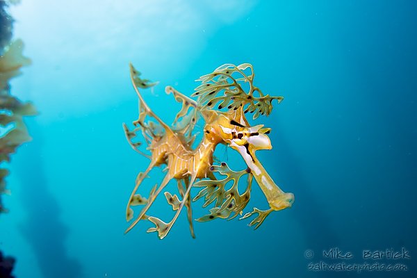 Seadragon