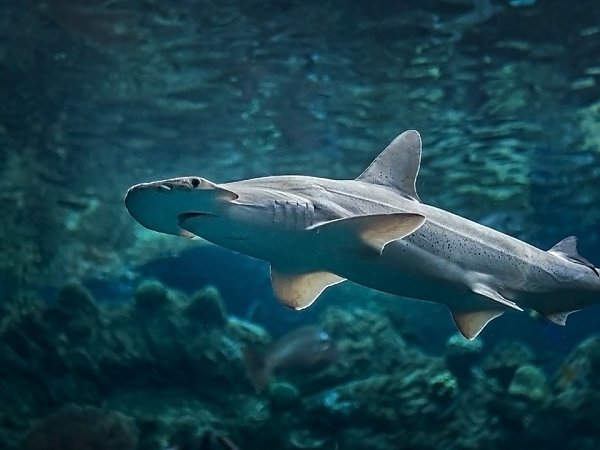 bonnethead shark