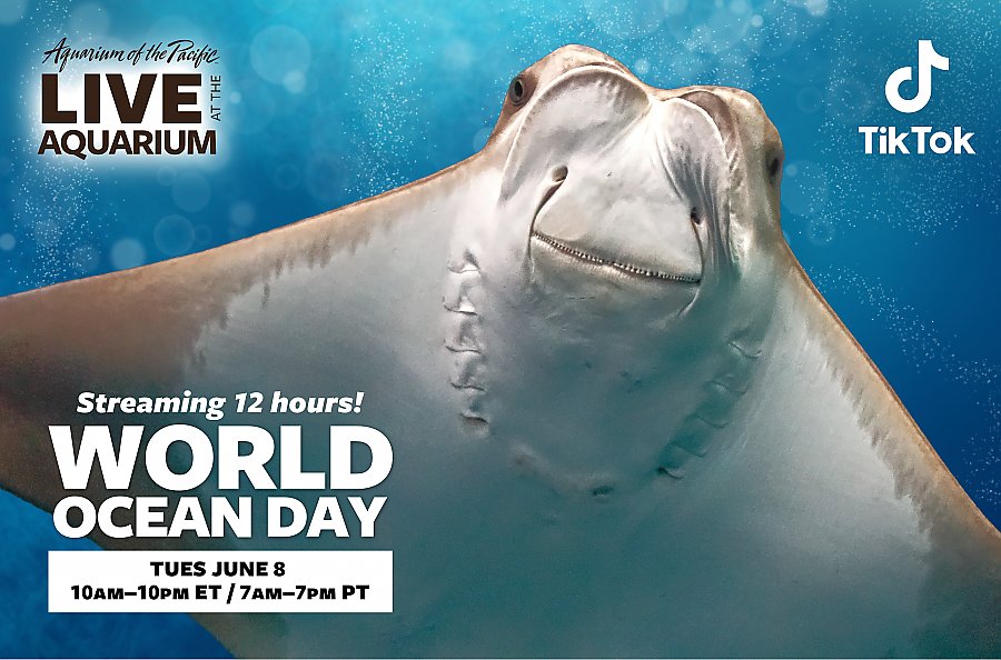 World Ocean Day banner with cownose ray