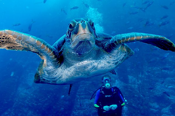 sea turtle swims with diver behind it