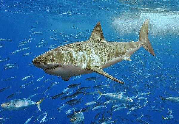 White shark