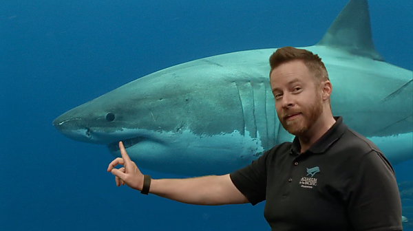Aquarium educator with shark