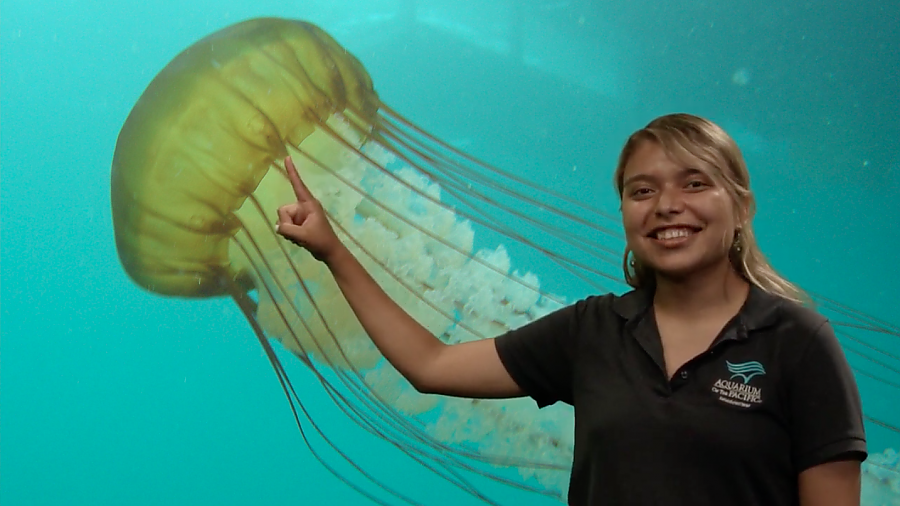 Educator pointing at sea nettle on screen