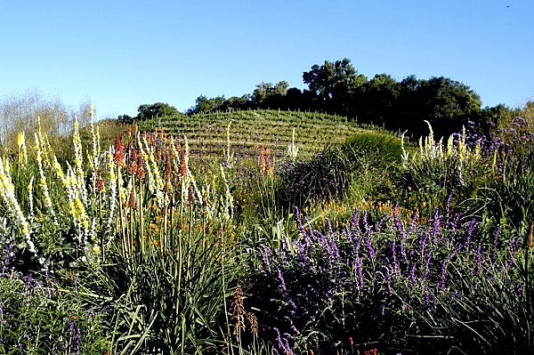 Benzinger winery