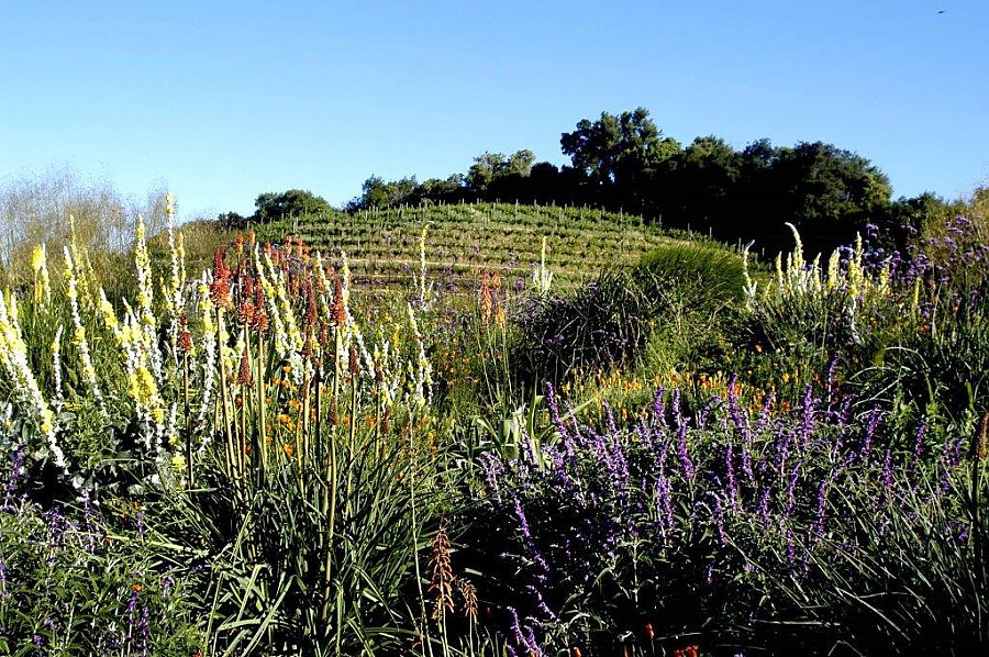 Benzinger winery