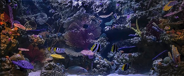 coral habitat