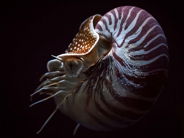 Chambered nautilus