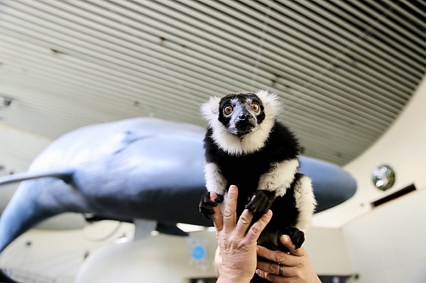 A black and white ruffed lemur lifted on a pair of just visible hands with the large blue whale model that hangs in the Aquarium