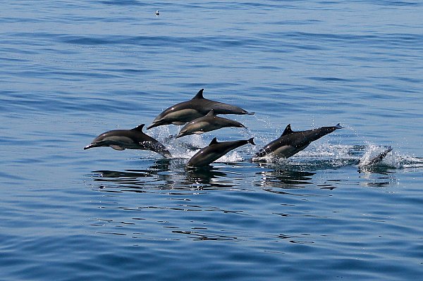 dolphins porpoise out of the water in the ocean