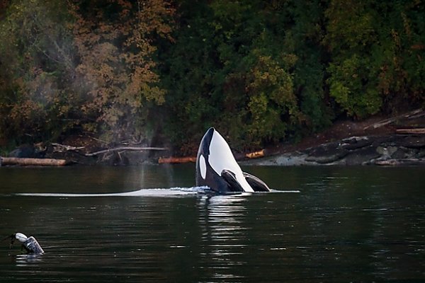 Orca porpoising