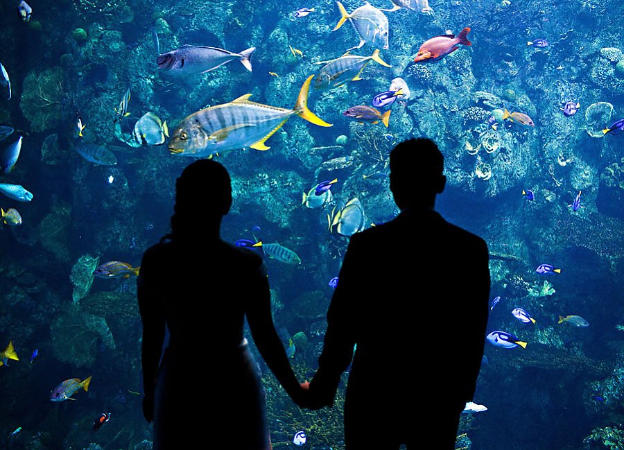 Couple holding hands silhouetted against Tropical reef exhibit