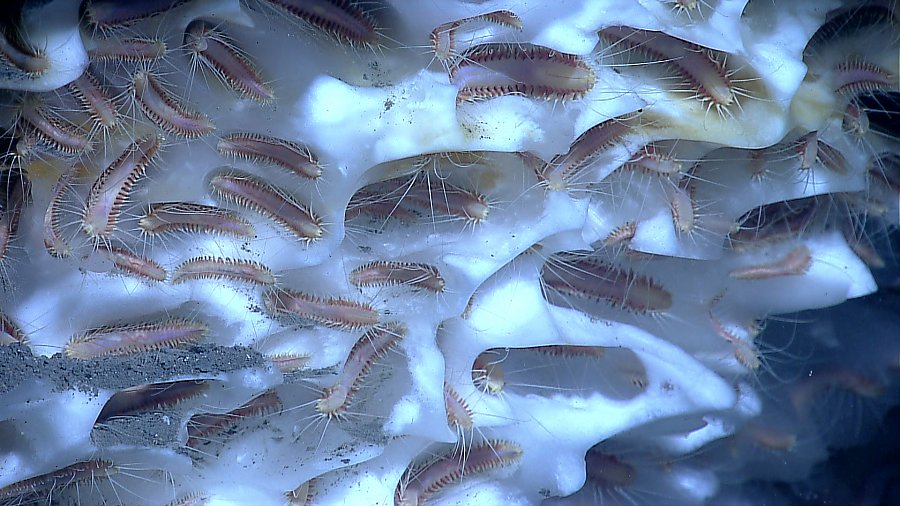 An aggregation of ice worms inhabiting methane hydrate