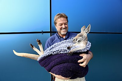 Smiling man secures a resting kangaroo bundled in a fuzzy blanket in his arms.