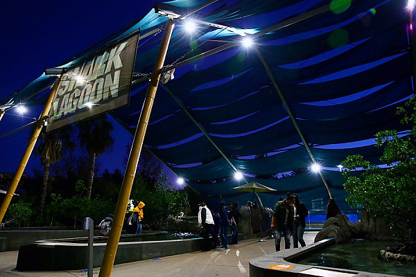 Guests visit Shark Lagoon touch pools at night