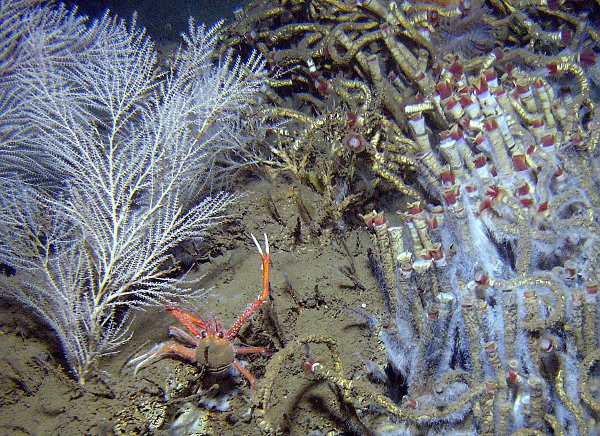 Deepwater coral and tubeworm colony