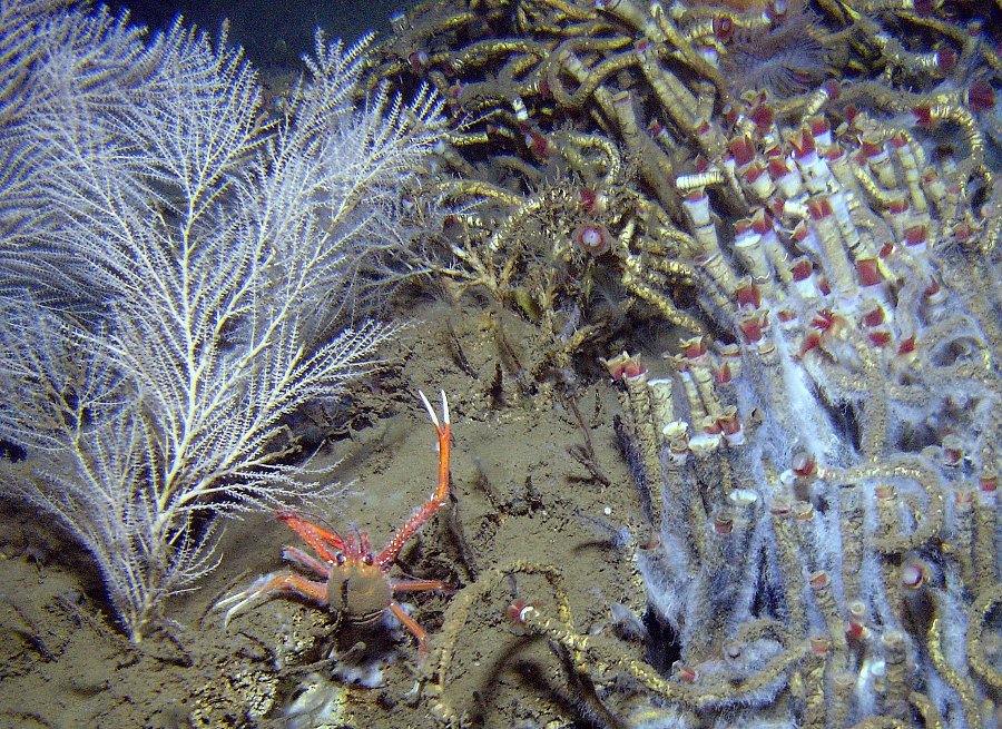 Deepwater coral and tubeworm colony