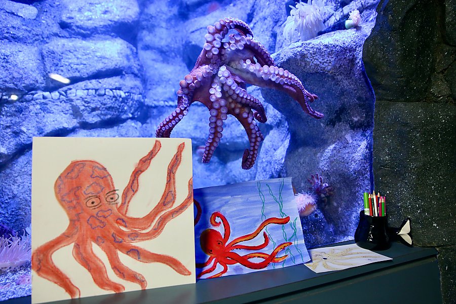 Giant Pacific octopus displaying arms with suction cups on exhibit acrylic with hand-drawn octopus art displayed in front of it