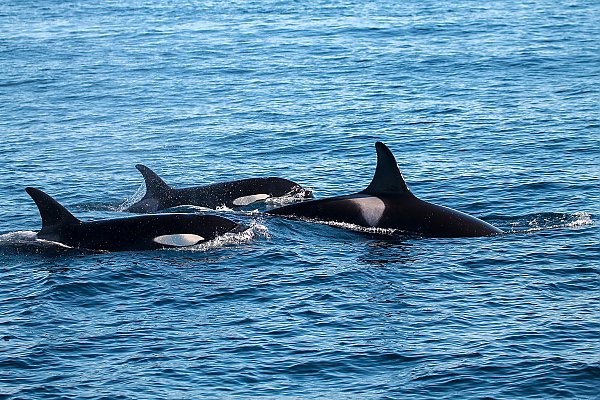 three orcas at the surface of the ocean