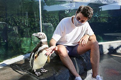 Aquarium Relaunches Penguin Encounters, Newsroom
