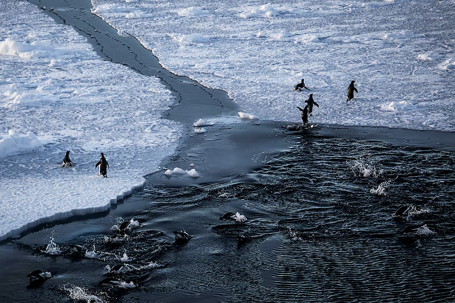 Penguins walk on a thin ice shelf at the edge of a dark Antarctic ocean