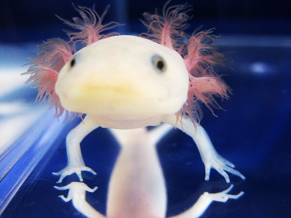 Axolotl Face View