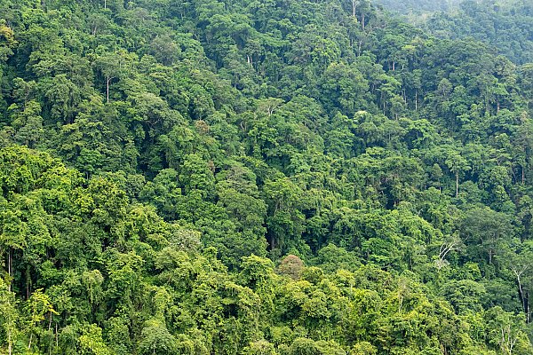 Rainforest in Costa Rica