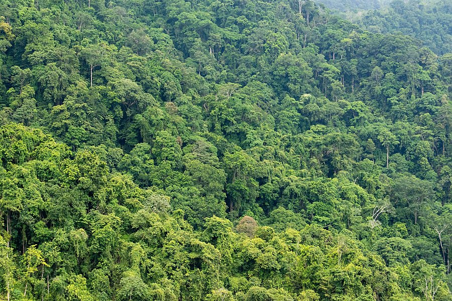 Rainforest in Costa Rica