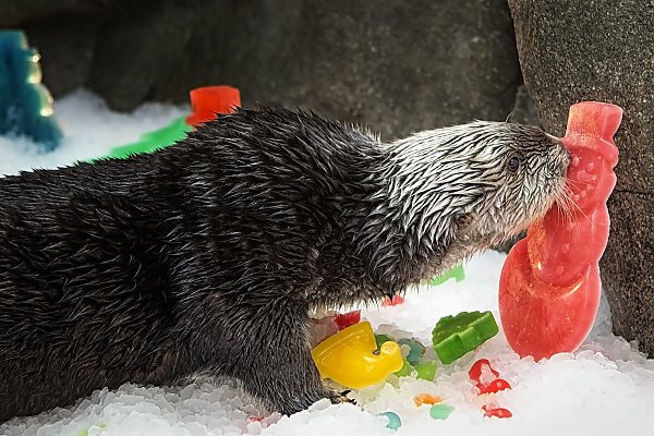 sea-otter-charlie-holiday.jpg