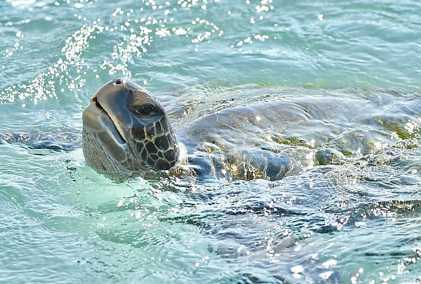 green sea turtle pokes head above water