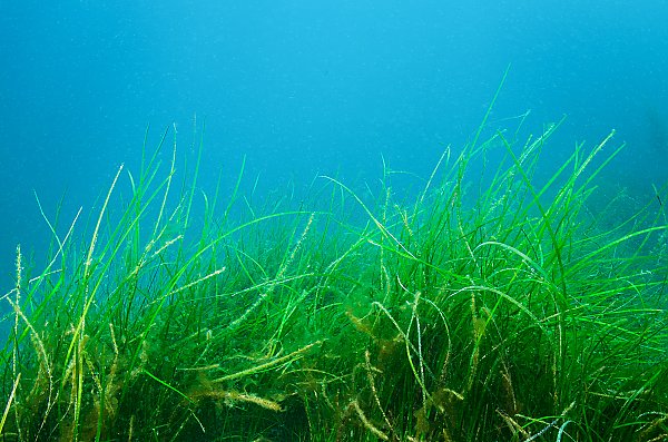 Underwater bright green sea grass bed against a light blue background