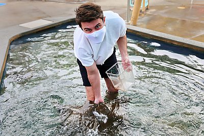 Young masked mad feeds rays by hand while wading in a shallow pool - thumbnail