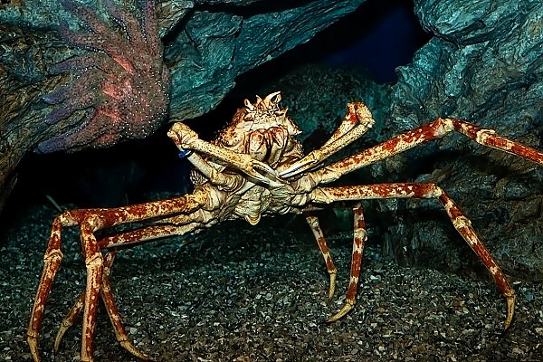 Large spider crab in front of rocks