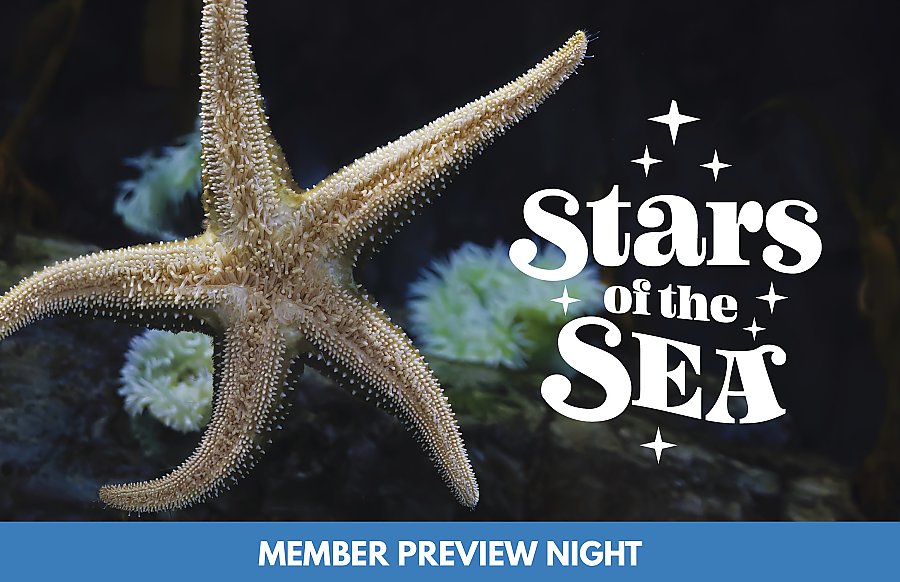 underside of a sea star with "stars of the sea" logo and "member preview night" text