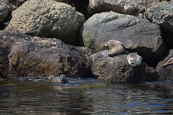 Harbor seals on rocks as seen from Urban Ocean Cruise
