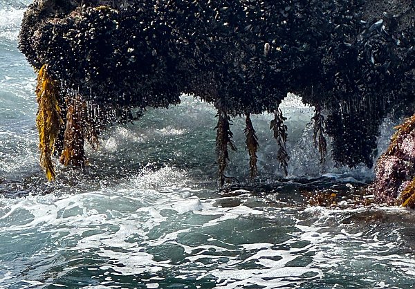 mussels and kelp hang off a rocky outcropping over turbulent waters