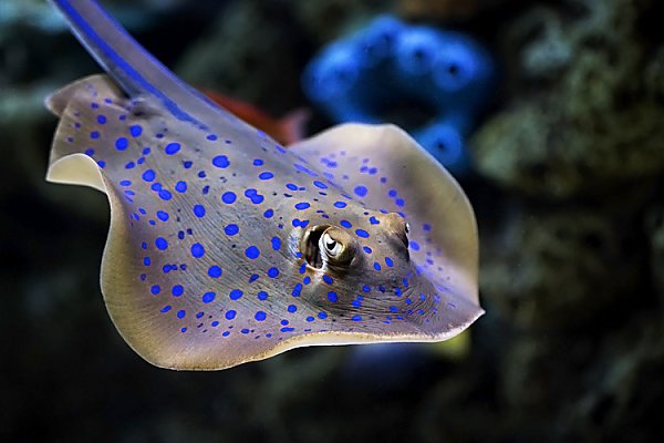 bluespotted ray