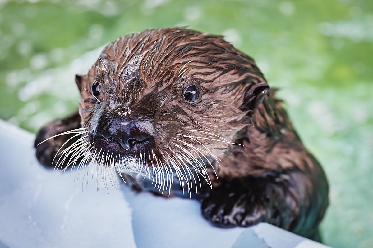 Otter pup Cee comes up on deck